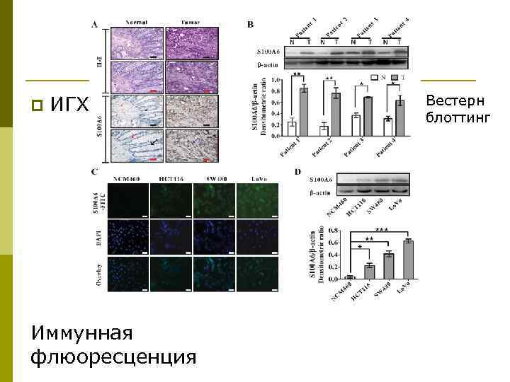 p ИГХ Иммунная флюоресценция Вестерн блоттинг 