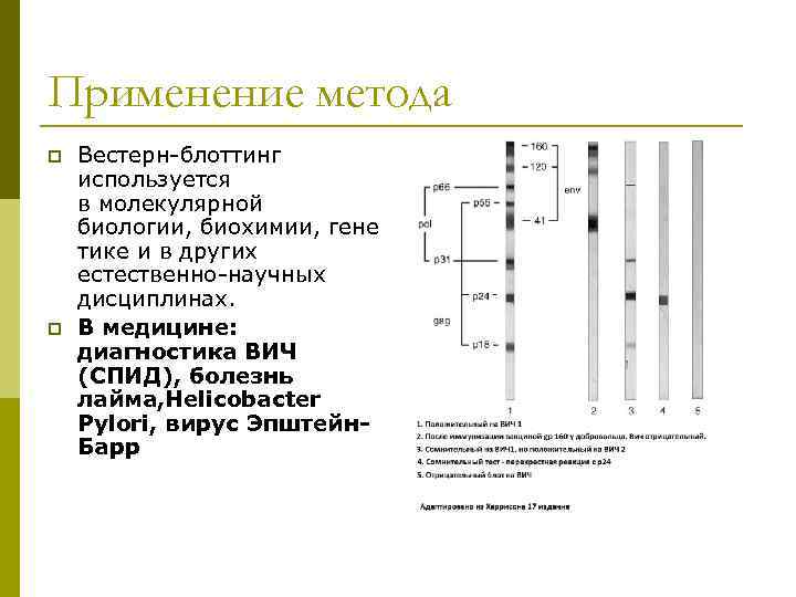 Применение метода p p Вестерн-блоттинг используется в молекулярной биологии, биохимии, гене тике и в