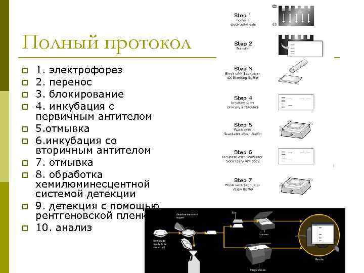 Полный протокол p p p p p 1. электрофорез 2. перенос 3. блокирование 4.