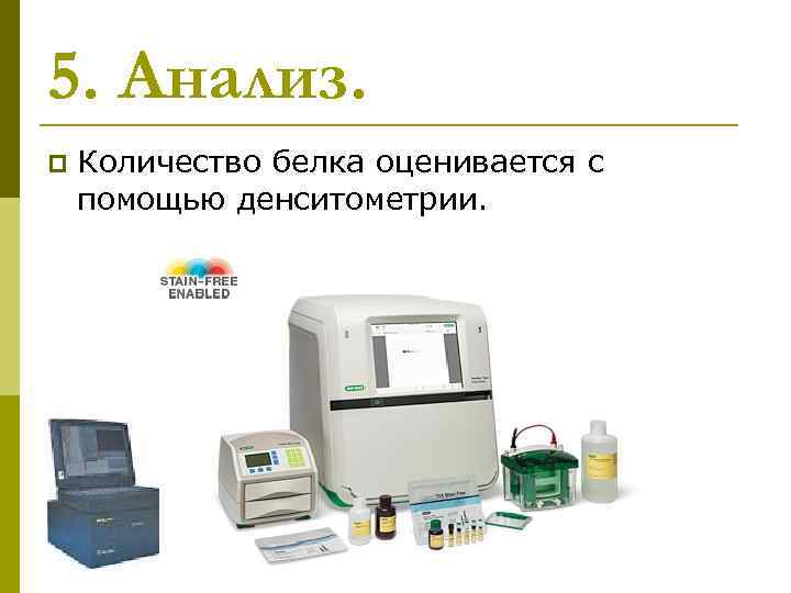 5. Анализ. p Количество белка оценивается с помощью денситометрии. 