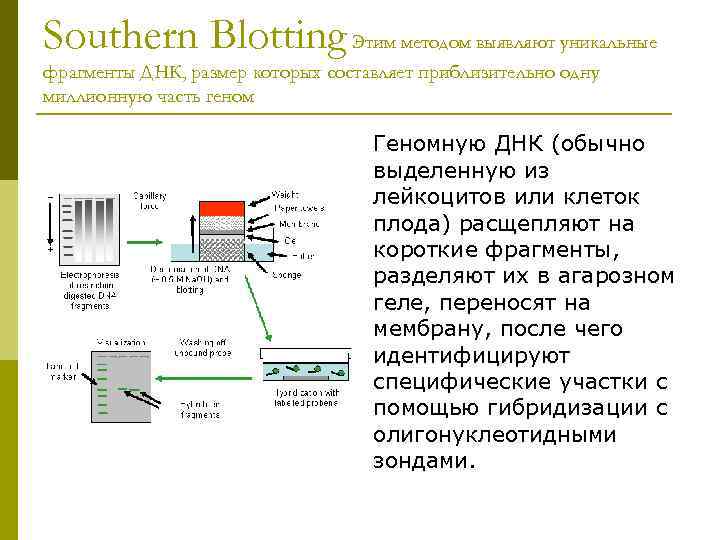 Southern Blotting Этим методом выявляют уникальные фрагменты ДНК, размер которых составляет приблизительно одну миллионную