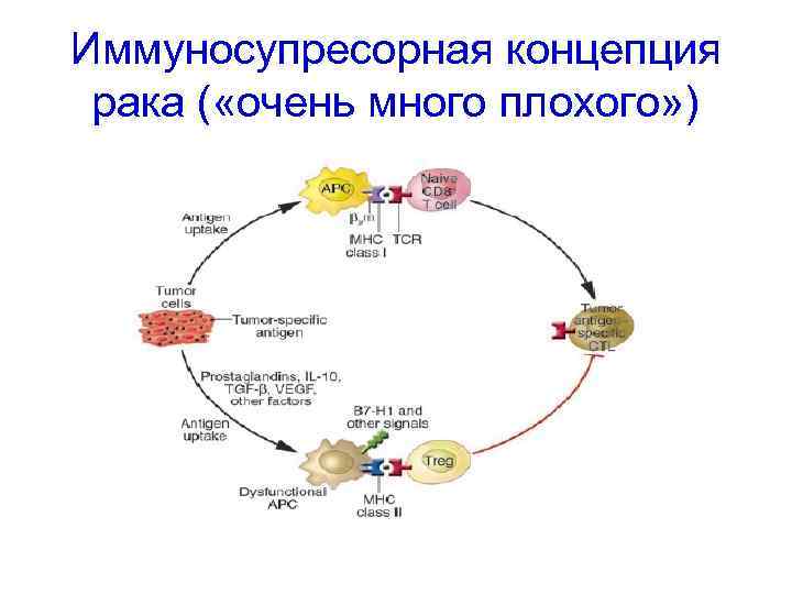 Иммуносупресорная концепция рака ( «очень много плохого» ) 