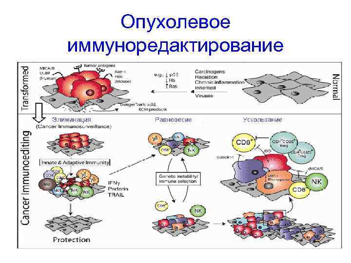 Опухолевое иммуноредактирование 