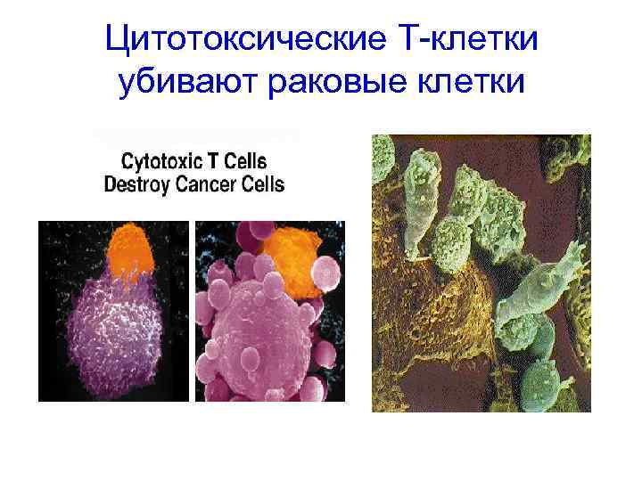 Цитотоксические Т-клетки убивают раковые клетки 