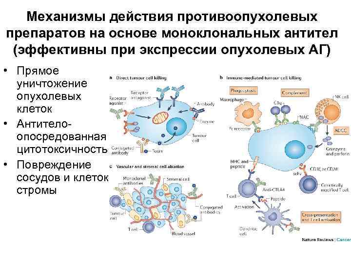 Механизмы действия противоопухолевых препаратов на основе моноклональных антител (эффективны при экспрессии опухолевых АГ) •