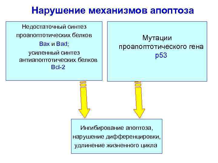 Нарушение механизмов апоптоза Недостаточный синтез проапоптотических белков Bax и Bad; усиленный синтез антиапоптотических белков