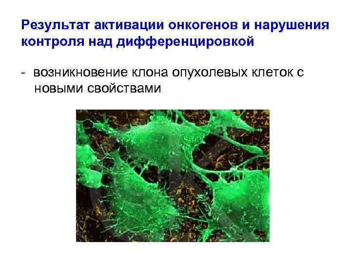 Результат активации онкогенов и нарушения контроля над дифференцировкой - возникновение клона опухолевых клеток с