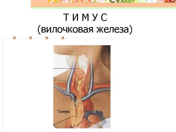 ТИМУС (вилочковая железа) 