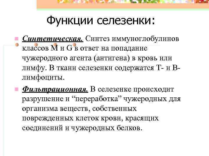 Функции селезенки: n n Синтетическая. Синтез иммуноглобулинов классов М и G в ответ на