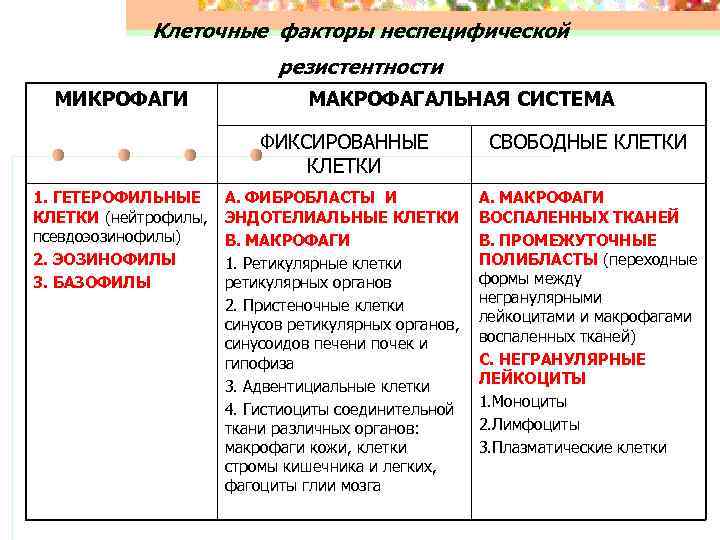 Клеточные факторы неспецифической резистентности МИКРОФАГИ МАКРОФАГАЛЬНАЯ СИСТЕМА ФИКСИРОВАННЫЕ КЛЕТКИ 1. ГЕТЕРОФИЛЬНЫЕ КЛЕТКИ (нейтрофилы, псевдоэозинофилы)
