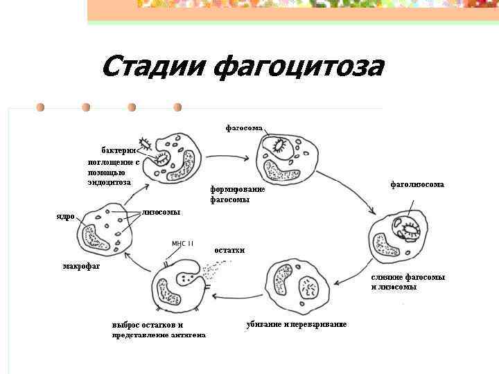 Стадии фагоцитоза 