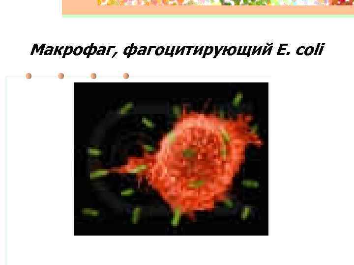 Макрофаг, фагоцитирующий E. coli 