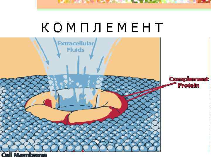 КОМПЛЕМЕНТ 