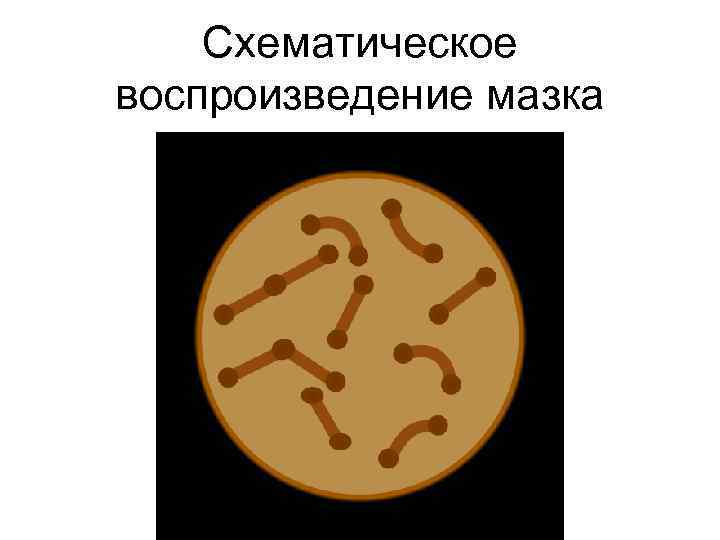 Схематическое воспроизведение мазка 