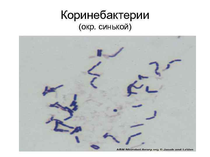 Коринебактерии (окр. синькой) 