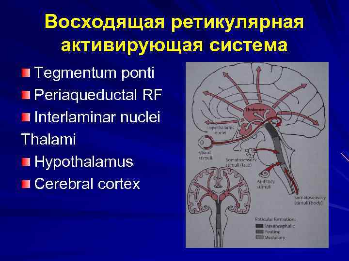 Восходящая ретикулярная активирующая система Tegmentum ponti Periaqueductal RF Interlaminar nuclei Thalami Hypothalamus Cerebral cortex