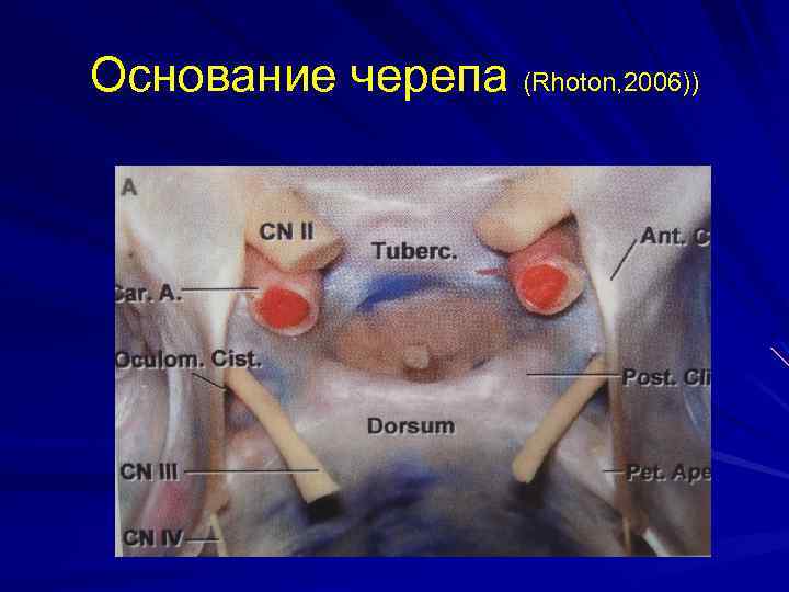 Основание черепа (Rhoton, 2006)) 