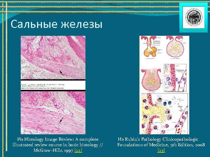 Сальные железы Из Histology Image Review: A complete illustrated review course in basic histology