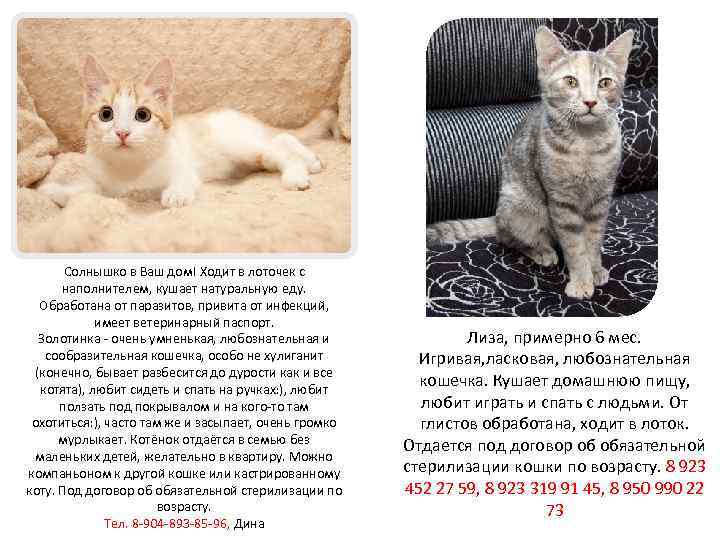 Солнышко в Ваш дом! Ходит в лоточек с наполнителем, кушает натуральную еду. Обработана от