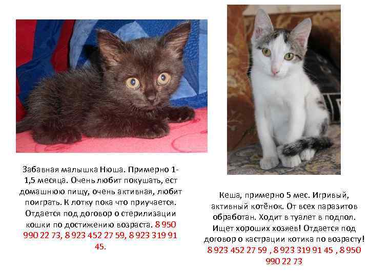 Забавная малышка Нюша. Примерно 11, 5 месяца. Очень любит покушать, ест домашнюю пищу, очень