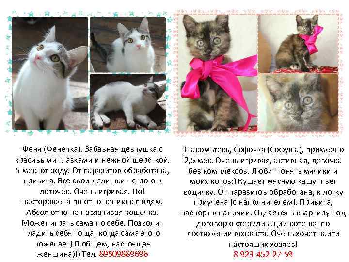 Феня (Фенечка). Забавная девчушка с Знакомьтесь, Софочка (Софуша), примерно красивыми глазками и нежной шерсткой.