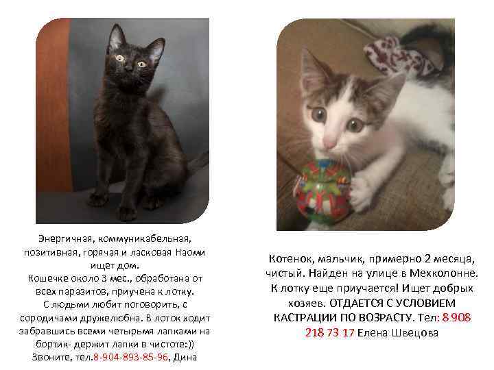 Энергичная, коммуникабельная, позитивная, горячая и ласковая Наоми ищет дом. Кошечке около 3 мес. ,