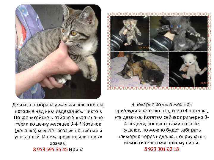 Девочка отобрала у мальчишек котёнка, которые над ним издевались. Никто в Новоенисейске в районе