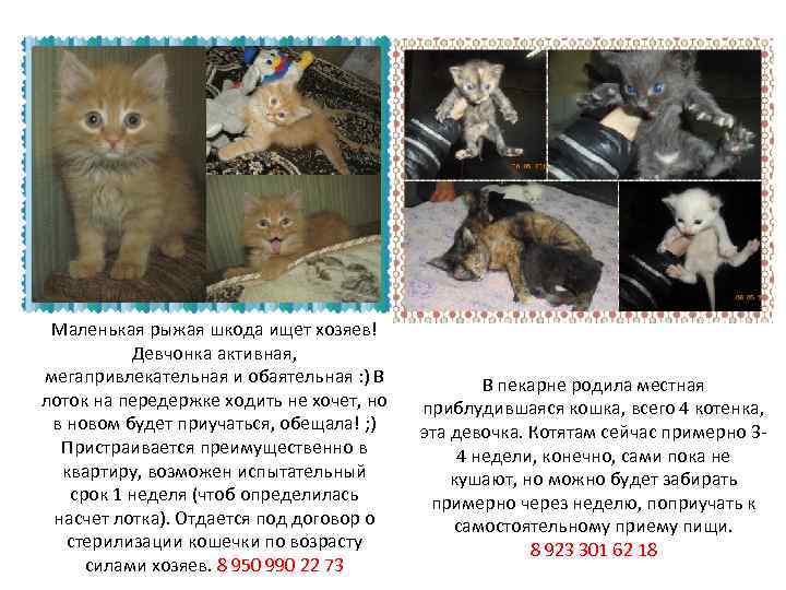 Маленькая рыжая шкода ищет хозяев! Девчонка активная, мегапривлекательная и обаятельная : ) В лоток