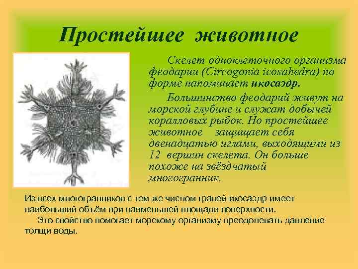 Простейшее животное Скелет одноклеточного организма феодарии (Circogonia icosahedra) по форме напоминает икосаэдр. Большинство феодарий