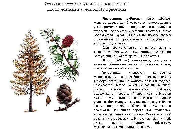 Основной ассортимент древесных растений для озеленения в условиях Нечерноземья Лиственница сибирская (Lárix sibírica)- мощное