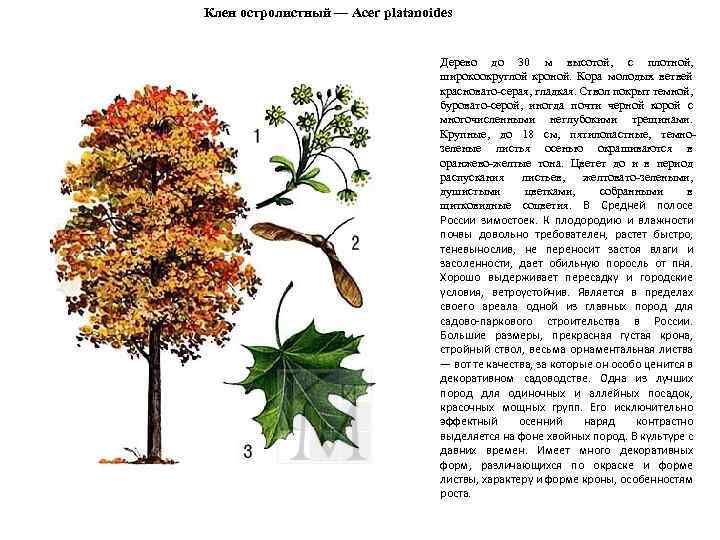 Клен остролистный — Acer platanoides Дерево до 30 м высотой, с плотной, широкоокруглой кроной.