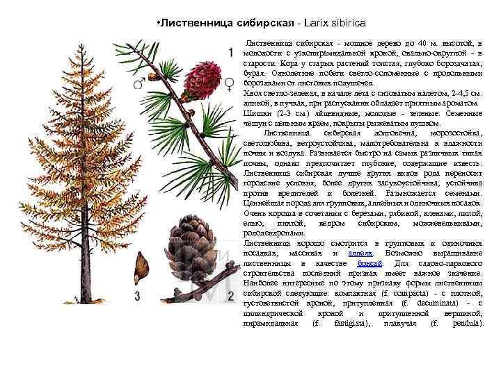  • Лиственница сибирская - Larix sibirica Лиственница сибирская - мощное дерево до 40