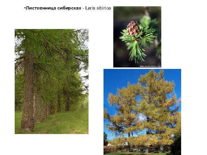  • Лиственница сибирская - Larix sibirica 