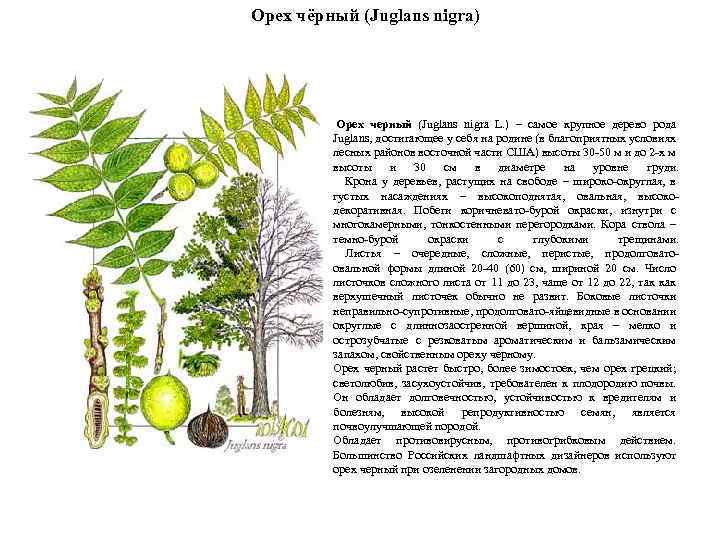 Орех чёрный (Juglans nigra) Орех черный (Juglans nigra L. ) – самое крупное дерево