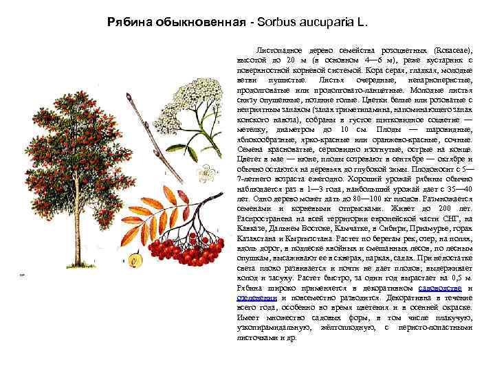 Рябина обыкновенная - Sorbus aucuparia L. Листопадное дерево семейства розоцветных (Rosaceae), высотой до 20