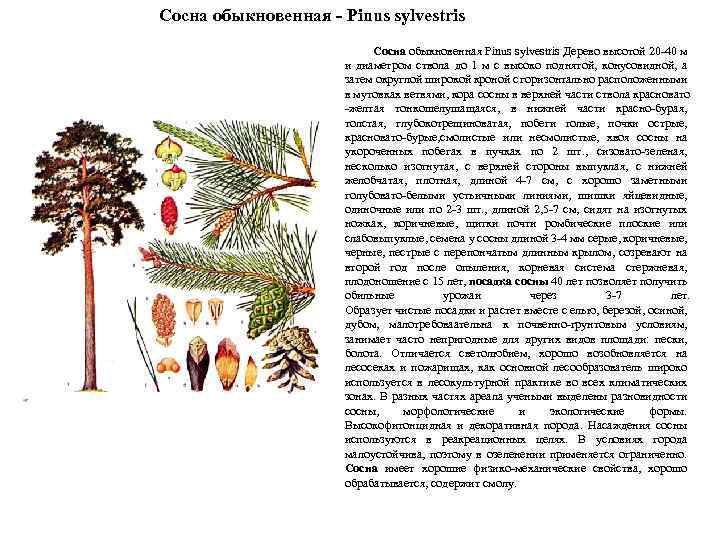 Сосна обыкновенная - Pinus sylvestris Сосна обыкновенная Pinus sylvestris Дерево высотой 20 -40 м