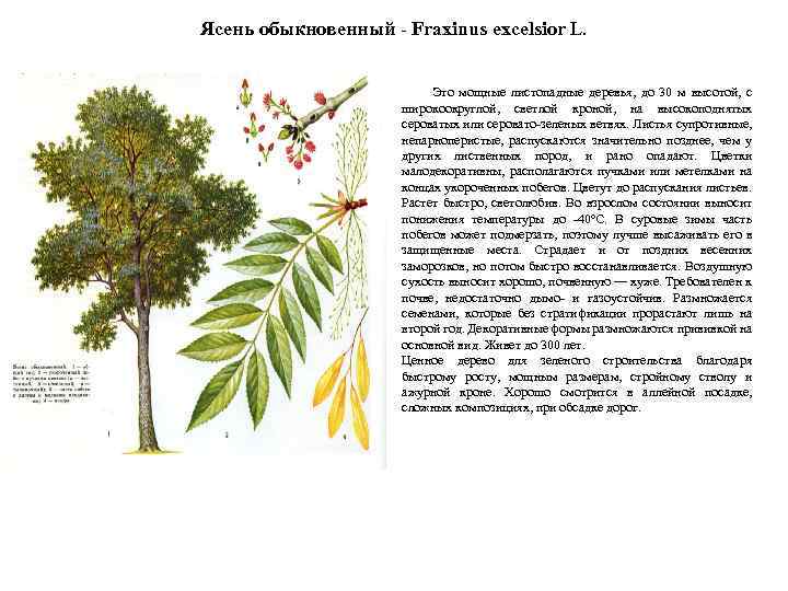 Ясень обыкновенный - Fraxinus excelsior L. Это мощные листопадные деревья, до 30 м высотой,