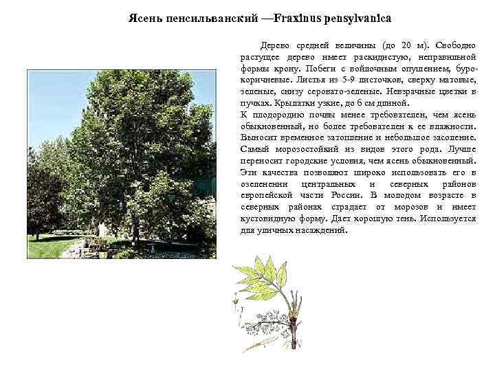 Ясень пенсильванский —Fraxinus pensylvanica Дерево средней величины (до 20 м). Свободно растущее дерево имеет