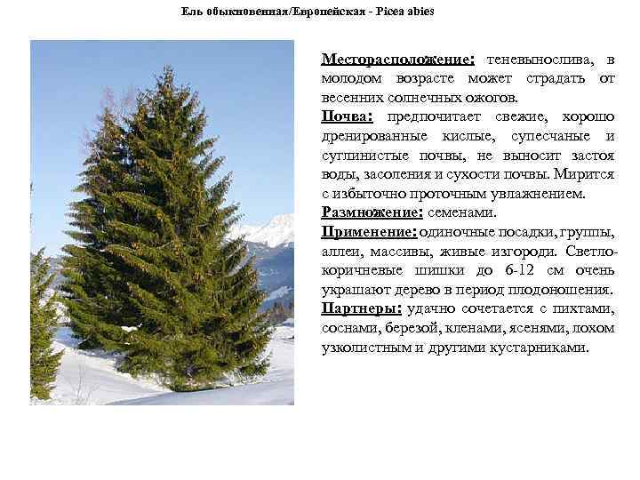 Ель обыкновенная/Европейская - Picea abies Месторасположение: теневынослива, в молодом возрасте может страдать от весенних