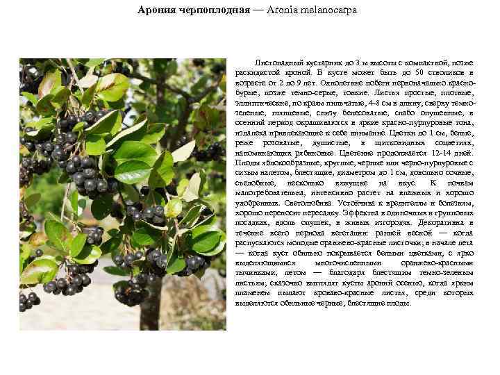 Арония черпоплодная — Aronia melanocarpa Листопадный кустарник до 3 м высоты с компактной, позже