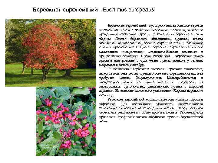 Бересклет европейский - Euonimus europeaus Бересклет европейский - кустарник или небольшое деревце высотой до