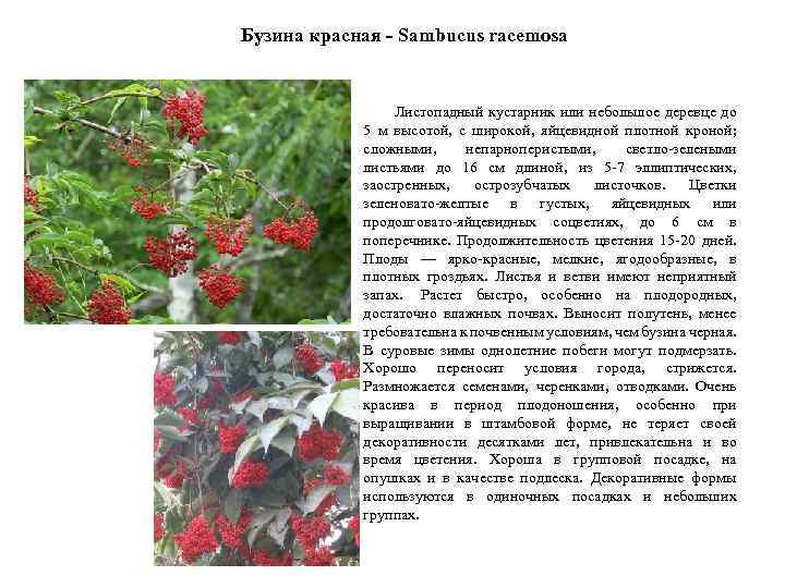 Бузина красная - Sambucus racemosa Листопадный кустарник или небольшое деревце до 5 м высотой,