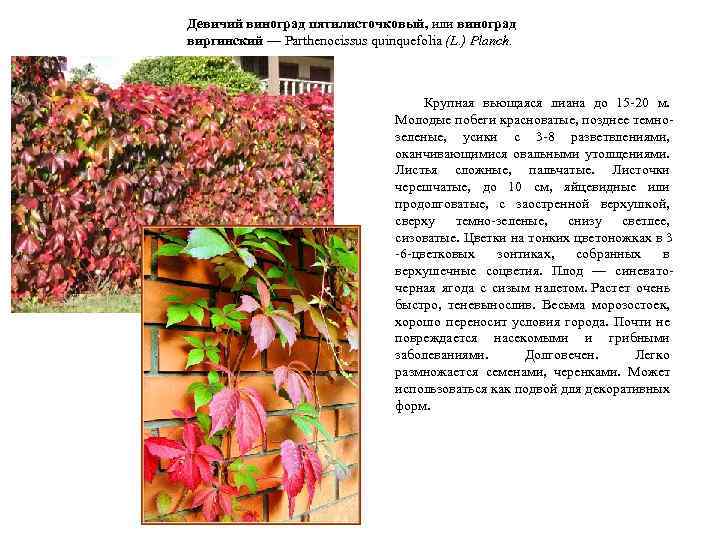 Девичий виноград пятилисточковый, или виноград виргинский — Parthenocissus quinquefolia (L. ) Planch. Крупная вьющаяся