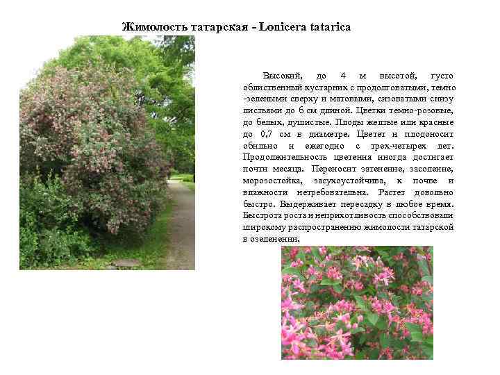 Жимолость татарская - Lonicera tatarica Высокий, до 4 м высотой, густо облиственный кустарник с