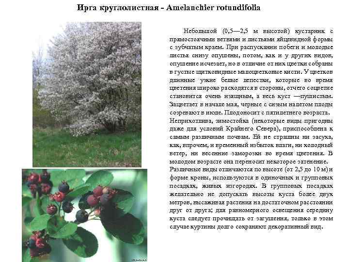 Ирга круглолистная - Amelanchier rotundifolia Небольшой (0, 5— 2, 5 м высотой) кустарник с