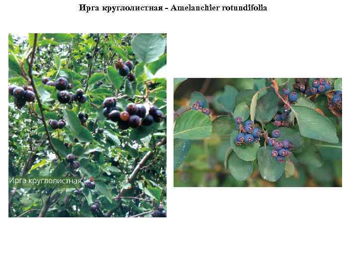Ирга круглолистная - Amelanchier rotundifolia 