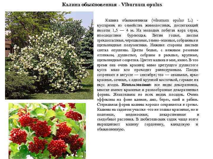 Калина обыкновенная - Viburnum opulus Калина обыкновенная (viburnum opulus L. ) - кустарник из