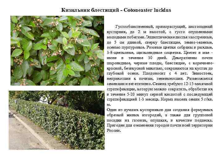 Кизильник блестящий - Cotoneaster lucidus Густооблиственный, пряморастущий, листопадный кустарник, до 2 м высотой, с
