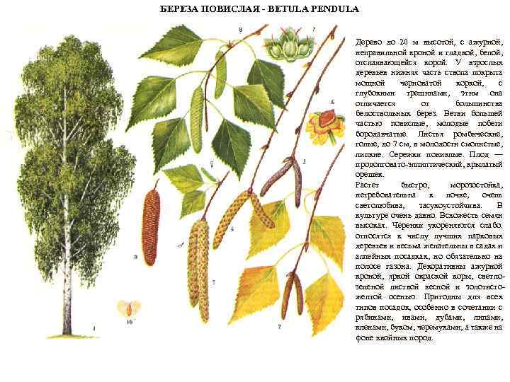 БЕРЕЗА ПОВИСЛАЯ - BETULA PENDULA Дерево до 20 м высотой, с ажурной, неправильной кроной