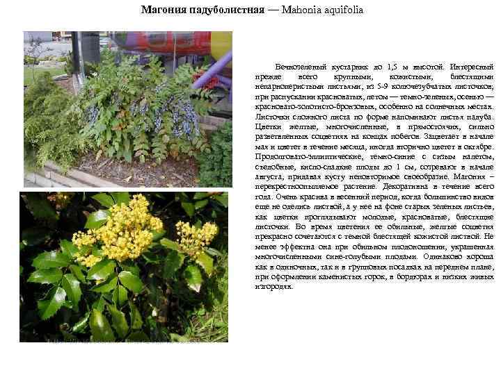 Магония падуболистная — Мahonia aquifolia Вечнозеленый кустарник до 1, 5 м высотой. Интересный прежде